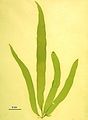Asperococcus ensiformis2